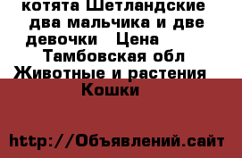 котята Шетландские  два мальчика и две девочки › Цена ­ 500 - Тамбовская обл. Животные и растения » Кошки   
